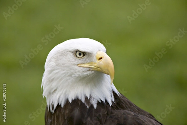 Obraz Bald Eagle