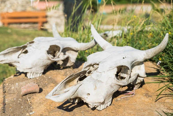 Obraz cow skull lying on the ground