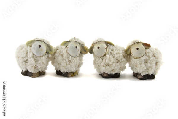 Obraz Sheep