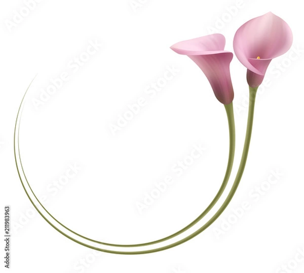 Obraz Realistic pink calla lily frame, circle. The symbol of Enchanting beauty.