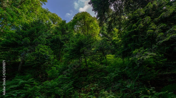 Fototapeta dense forest