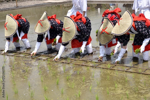 Obraz 田植　お田植祭　早乙女