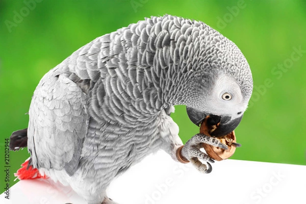 Fototapeta Gray parrot Jaco eating walnuts