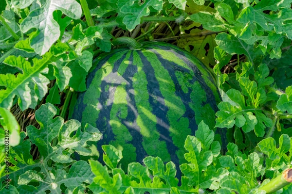 Fototapeta すいか畑