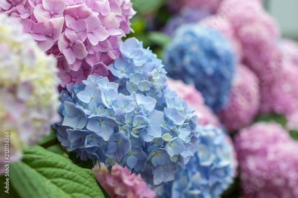 Fototapeta selective focus macro colorful blooming hydrangea