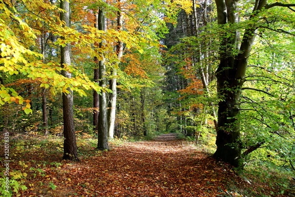 Fototapeta Bunter Wald