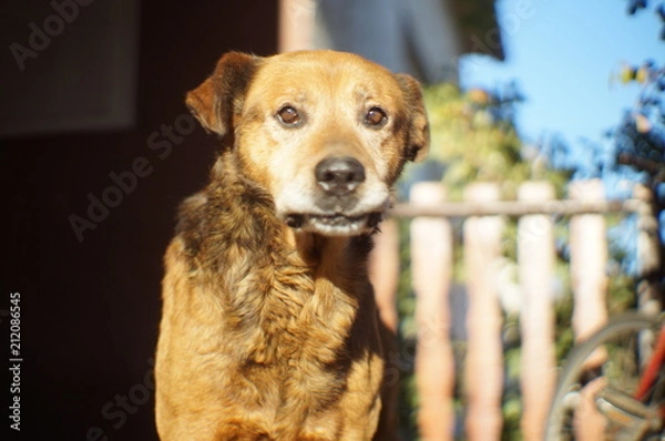 Fototapeta Brown dog