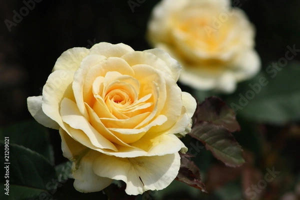 Fototapeta クリーム色のバラ