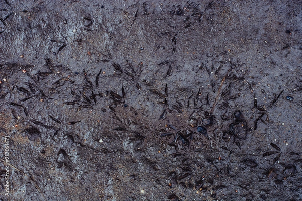 Fototapeta Texture of dirty sand with stones. Birds on dirt. The natural environment of birds