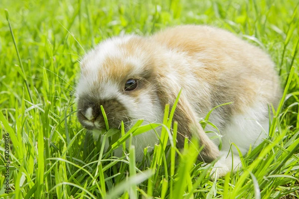 Fototapeta red and white little rabbit on green grass