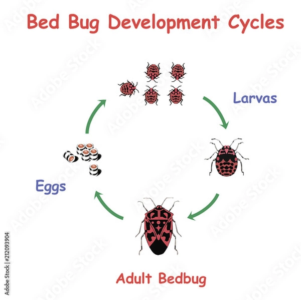 Fototapeta Bed Bug Development round Cycles. Education vector illustration. 