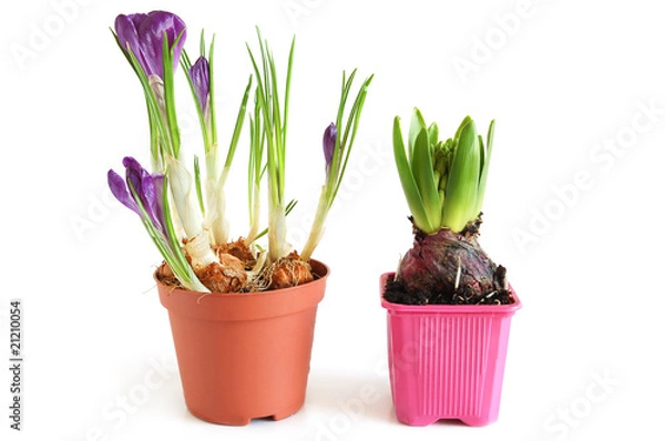 Obraz Growing hyacinth and crocuses
