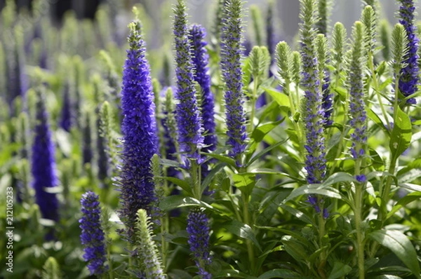 Fototapeta Veronica spicata - compact inflorescence with beautiful blue-blue color
