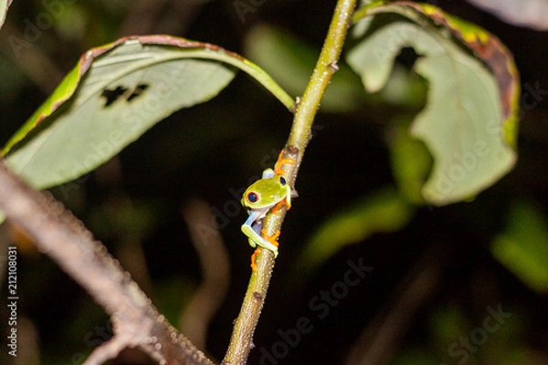 Obraz żaba drzewna czerwonooka