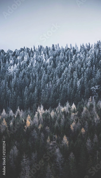 Obraz pineforest in tatry