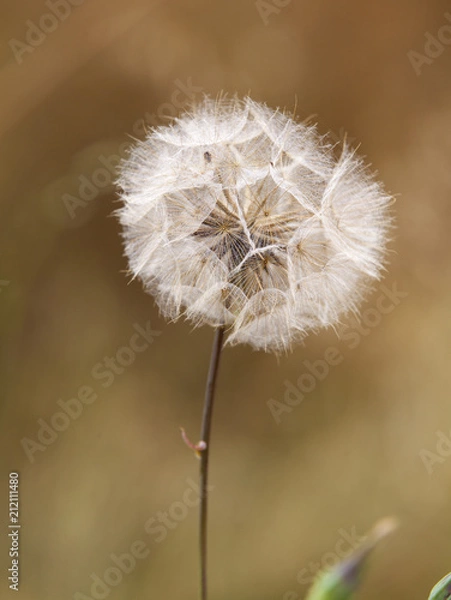 Fototapeta Pissenlit devant champs de blé