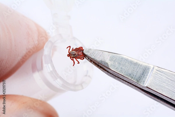 Fototapeta Parasite mite to pass for analysis to the laboratory. Danger of tick bite.