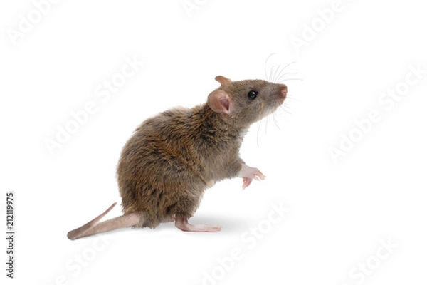 Obraz Close-up młody szczur (Rattus norvegicus) stoi na tylnych łapach i patrzy w górę. na białym tle