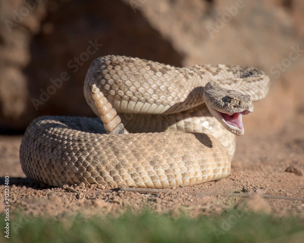 Obraz Rattlesnake