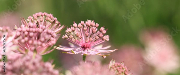 Obraz Rosa blühende Sterndolde  Bannerformat