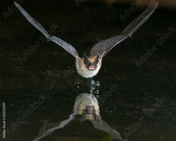 Obraz Getting A Drink