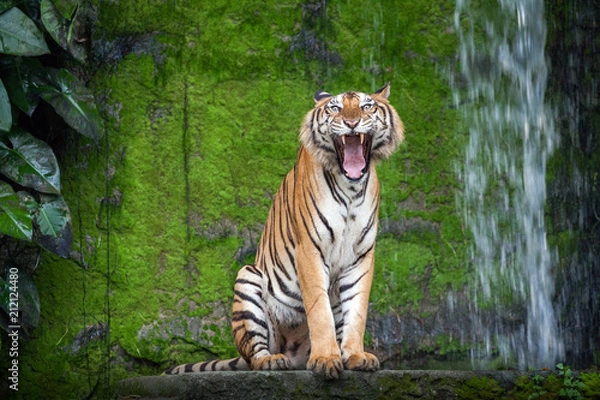 Fototapeta tiger action .