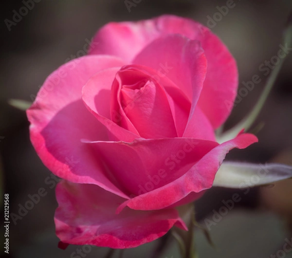Obraz Pink Rose