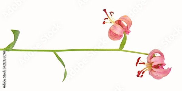Fototapeta Flowering Martagon lily (Lilium martagon) isolated on white background
