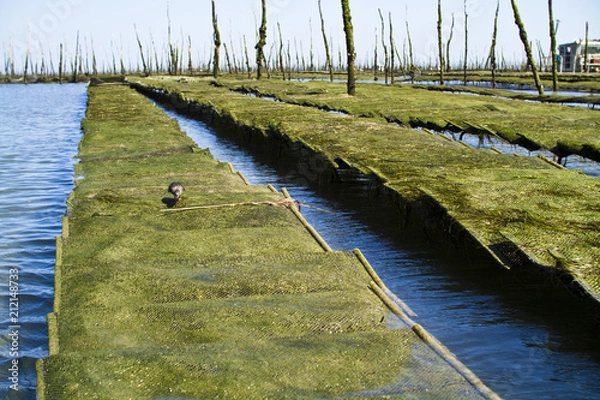 Obraz parc à huitres