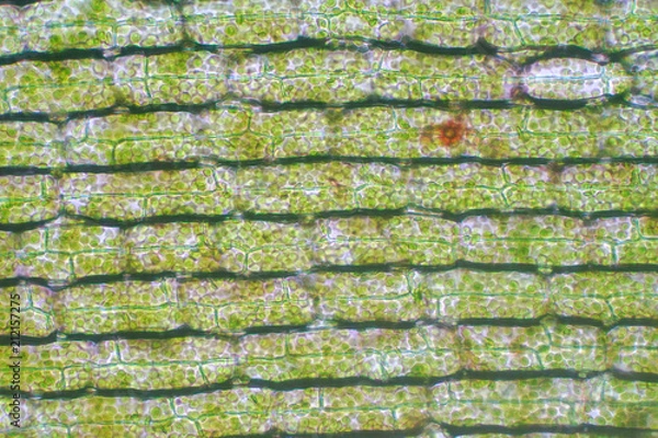 Obraz Plant cell under the microscope view