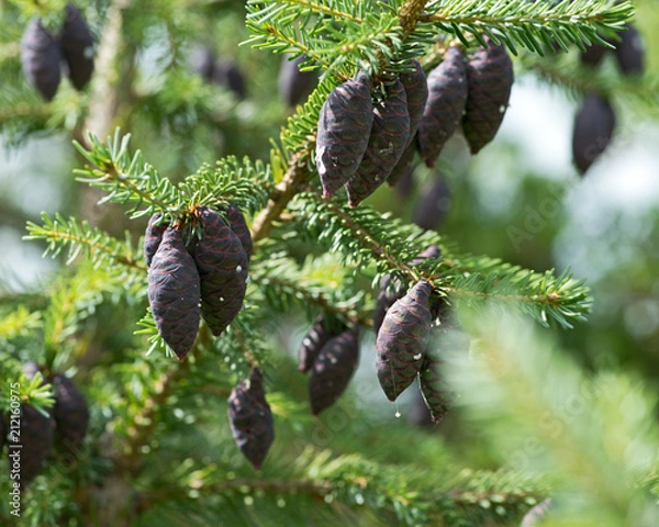 Obraz Black spruce, Picea mariana, a North American species of spruce tree in the pine family.