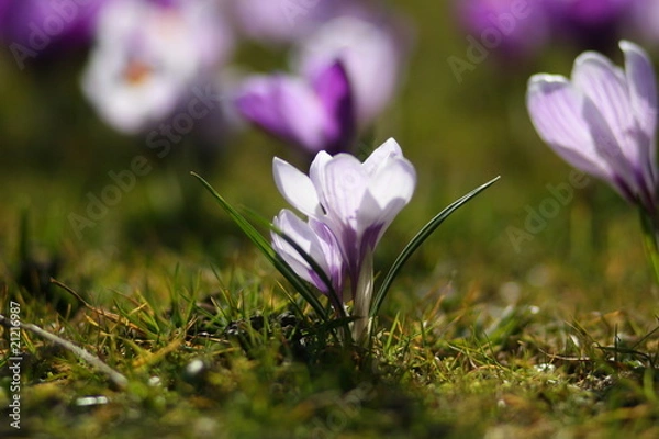 Obraz Crocus