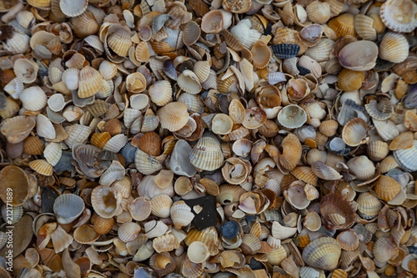 Fototapeta Many small shells close-up.