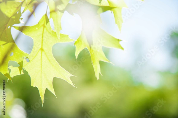 Fototapeta Beautiful green leaves maple on a twig and sunlight in foret at boston.