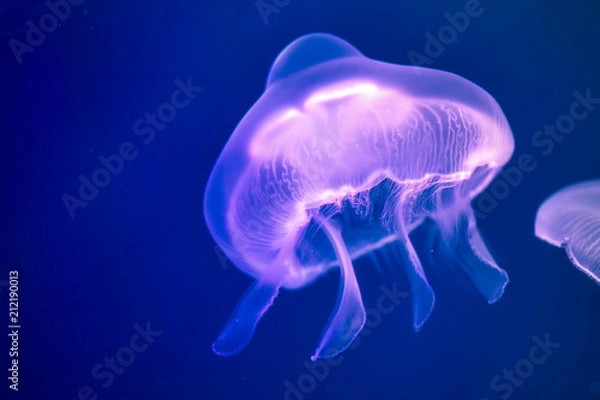 Fototapeta Jellyfish under water illuminated with pink light