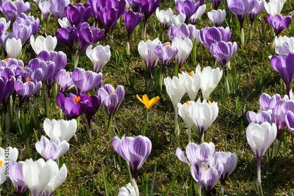 Obraz Crocus