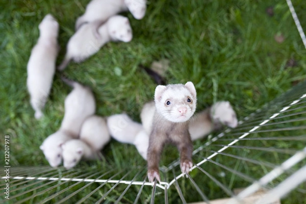 Obraz ferret mother gurd her small babies