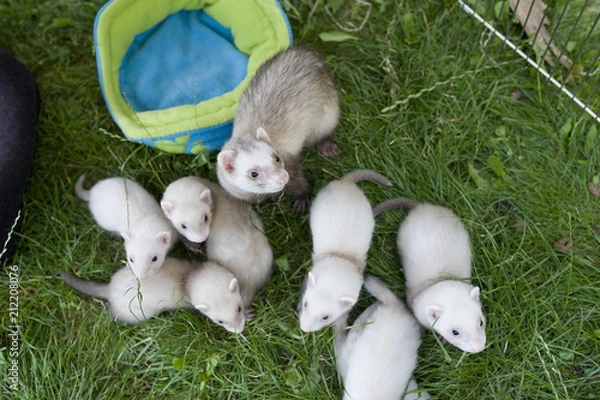 Obraz ferret mother gurd her small babies