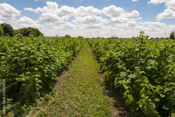 Obraz raspberry field