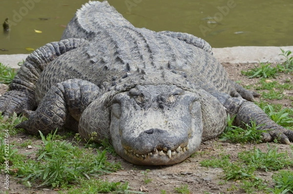 Obraz крокодил