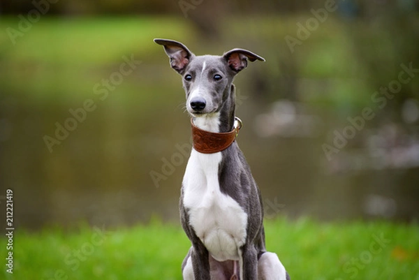 Fototapeta Portrait of a puppy Whippet in the background of the lake, autumn