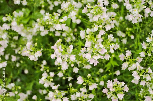 Fototapeta Pretty blooming tiny pale pink flowers are Nemesia denticulata Confetti ,has a scented little snapdragon-shape flowers often bi-coloured use as an ornamental flowering plant in containers and border.