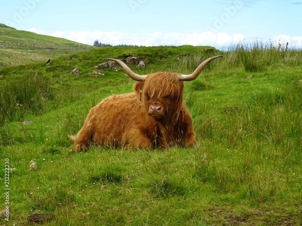 Fototapeta Highland Cattle