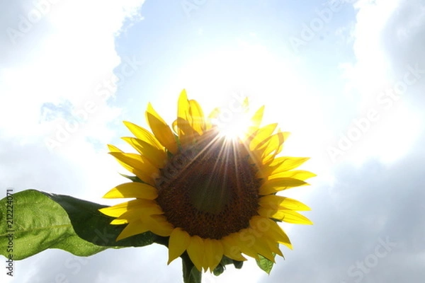Fototapeta 下から見上げるひまわり
