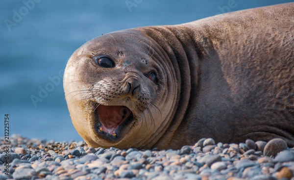 Obraz Elefante marino