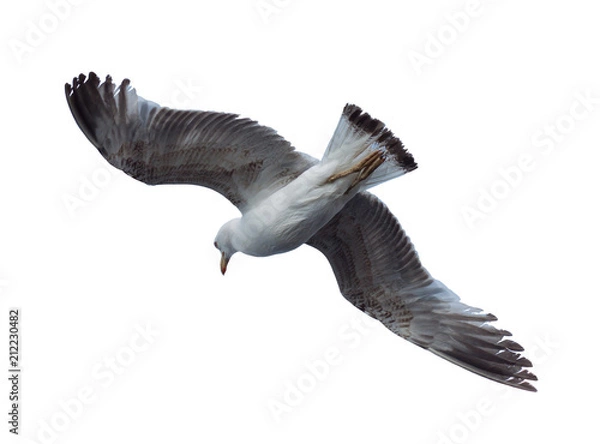 Fototapeta One seagull bird fly in the sky isolated