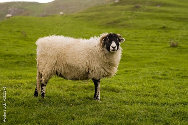 Fototapeta yorkshire dales sheep