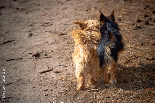 Obraz Friends forever