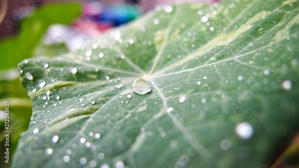 Obraz Alaska Raspberry Nasturtium 2