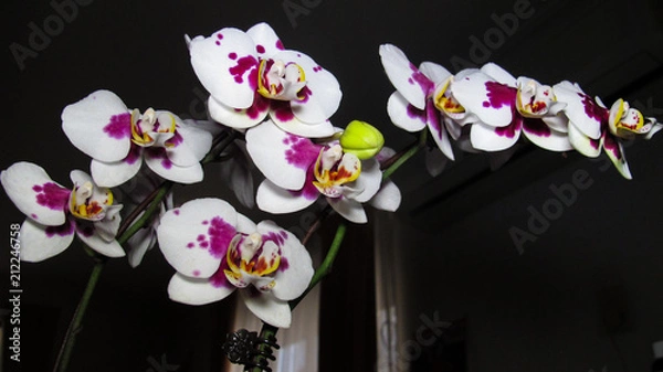 Obraz orchids 1